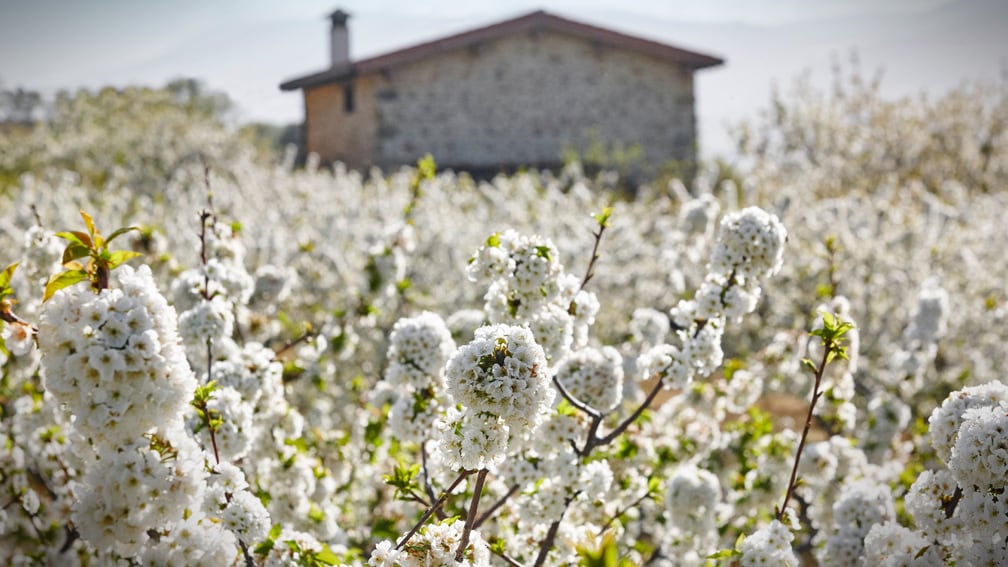 caceres-jerte-fiesta-del-cerezo-en-flor