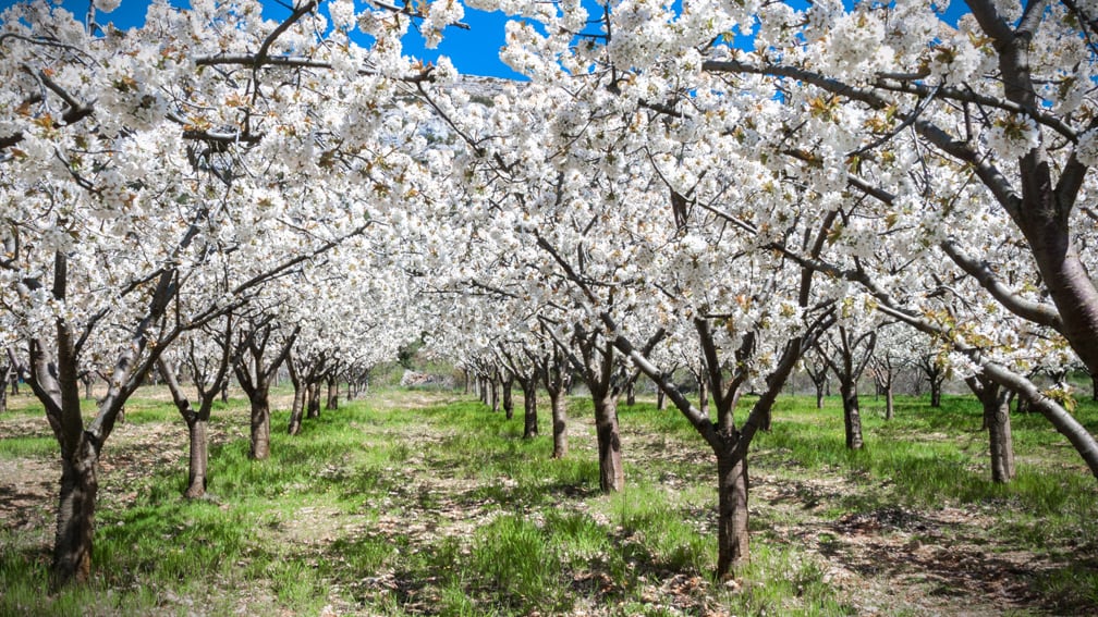 caceres-jerte-fiesta-del-cerezo-en-flor